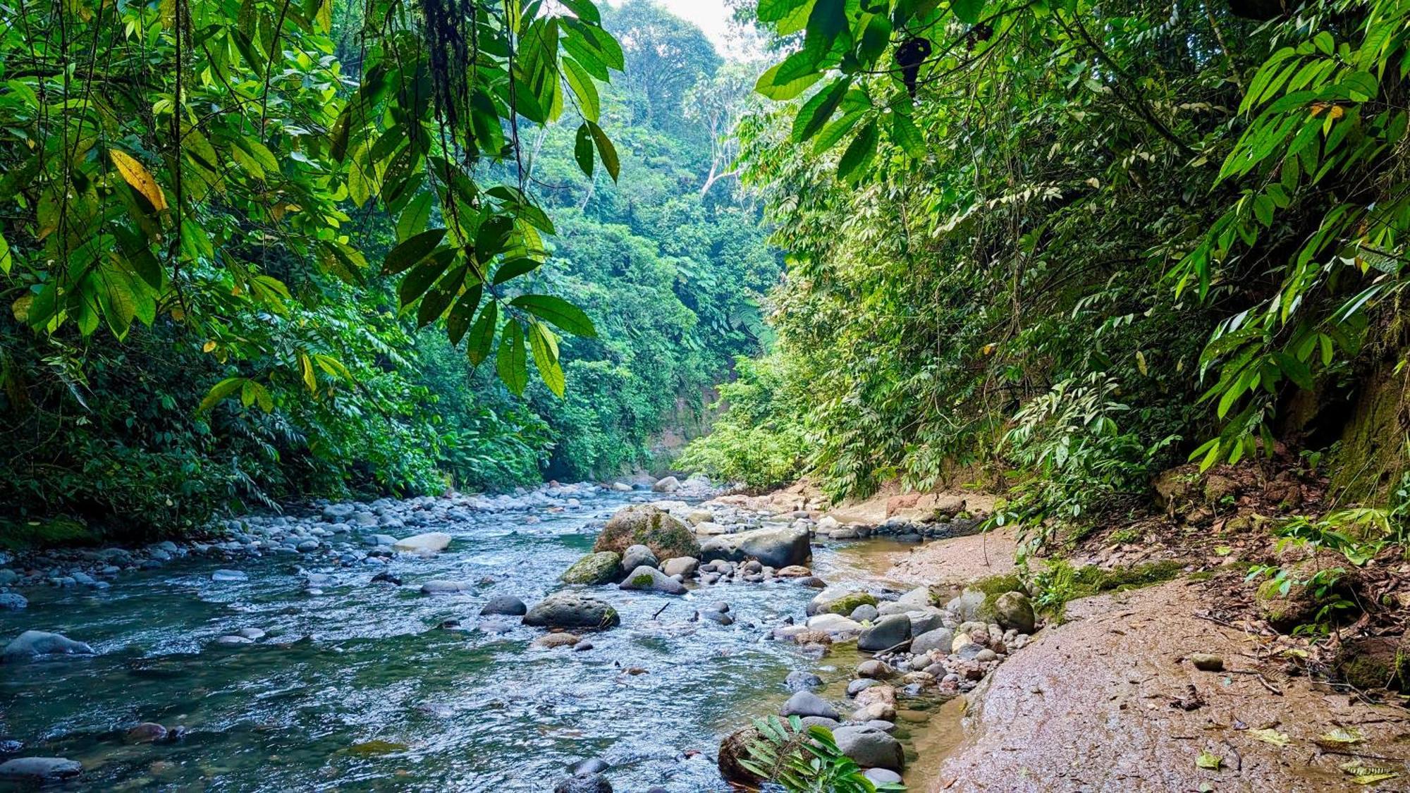 Heimatlos Amazon Lodge Puyo Ngoại thất bức ảnh